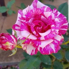 Namphueng_Bee