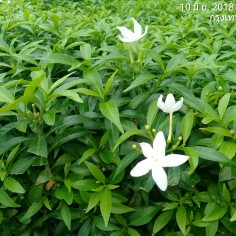 Phayu0879