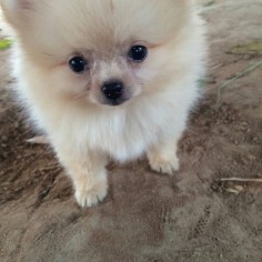 Wannie