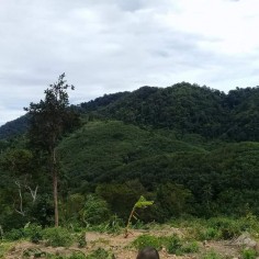 luecha
