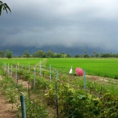 NaPat790