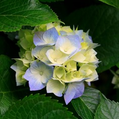 BA0119