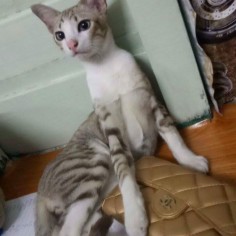 Kumpang