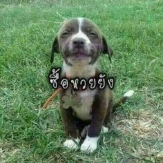 0324Pook