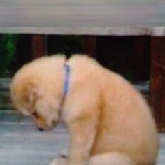 kanguzaa