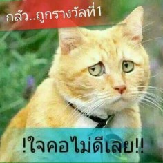 laykoy2532