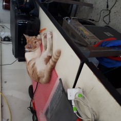 Sarikadong