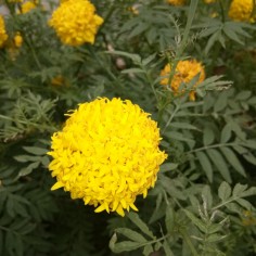 Powdernuna