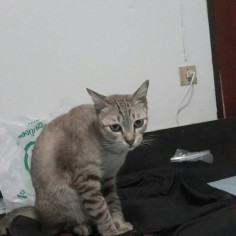 mink28