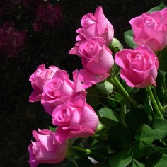 Loveake786