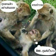 Avirut
