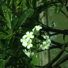 Sirichai46