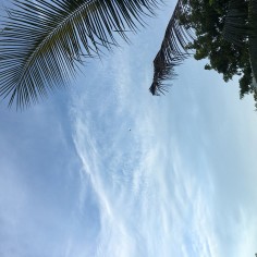 Nip0814