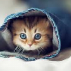 meawshop