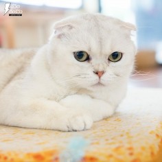 cat12221
