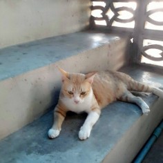 saowaphak