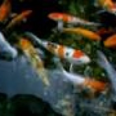 pond0941595456