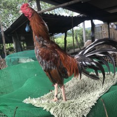 diwtk