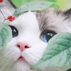 Pompug